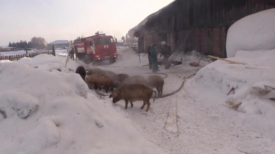  Several fire engines rushed to the scene of the farm fire in the Chernaya Rechka village