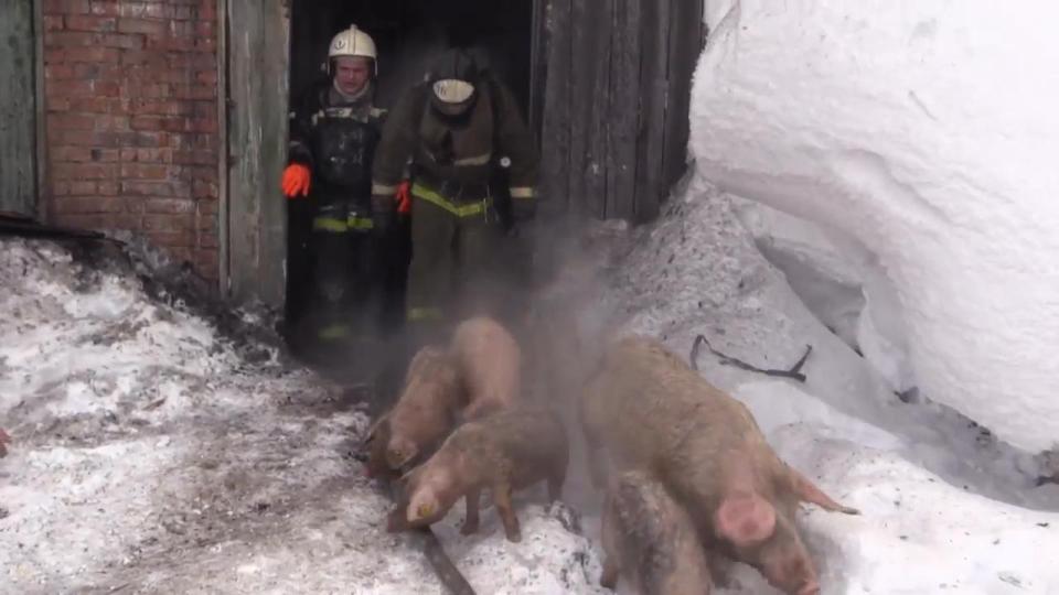  The brave firefighters entered the barn despite the roof being fully ablaze