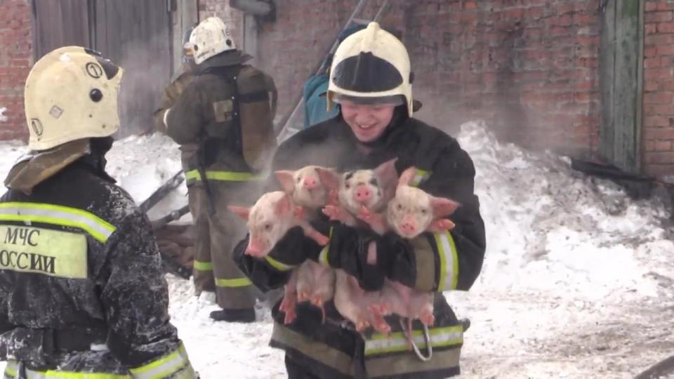  This is the touching moment a firefighter bravely rescued tiny piglets from a barn blaze