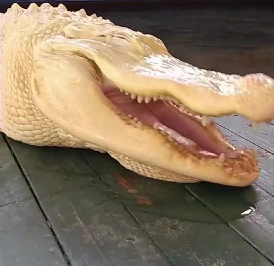  The ferocious beast shows its razor-sharp teeth