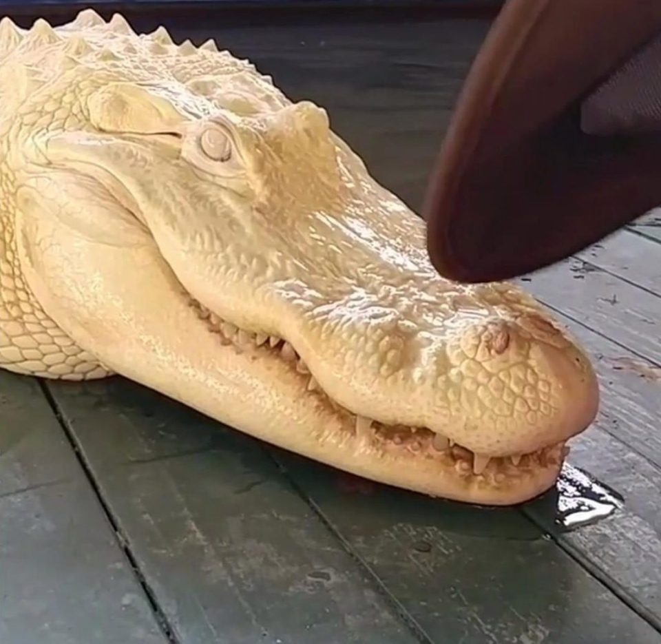  Pearl, the albino alligator, is bopped on the nose with a hat