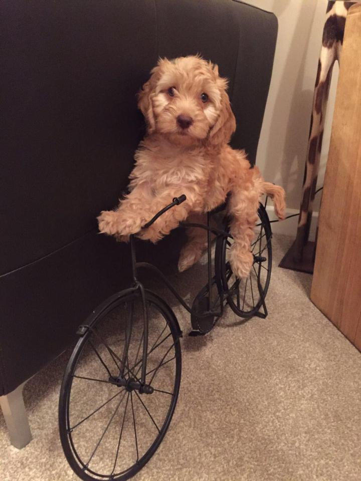  He likes to ride his bicycle and we think hes the wheel deal