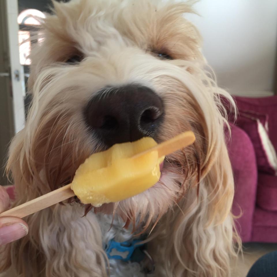  Lovely Barney's got a yummy pupsicle to suck on