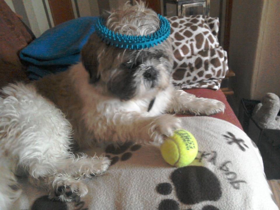  Anyone for tennis? Buster certainly looks ace to us