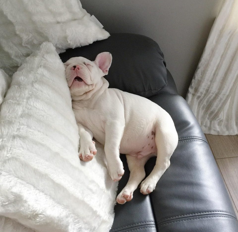  Looks like couch potato Boris has had a ruff day