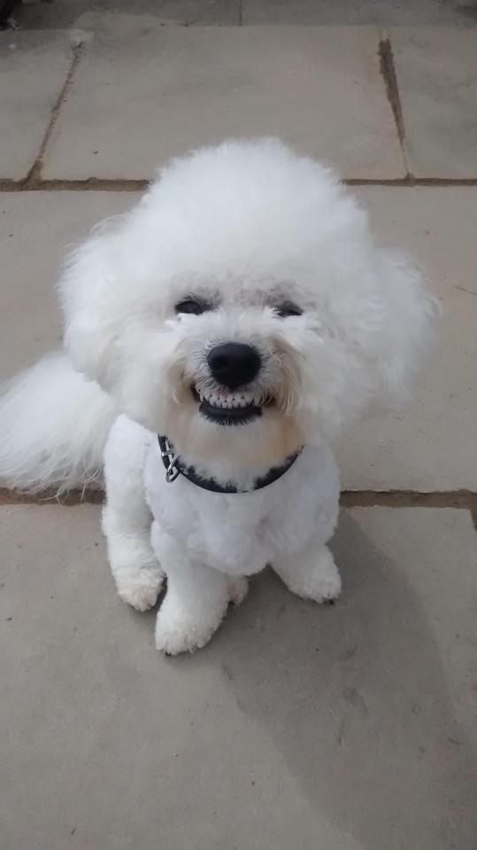  Say cheese! Happy chap Baxter shows off his pearly whites