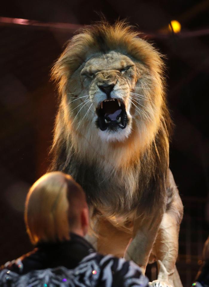  Zapashny brothers, winners of a Silver Clown award, perform with a lion at the gala of the 41st Monte-Carlo International Circus Festival