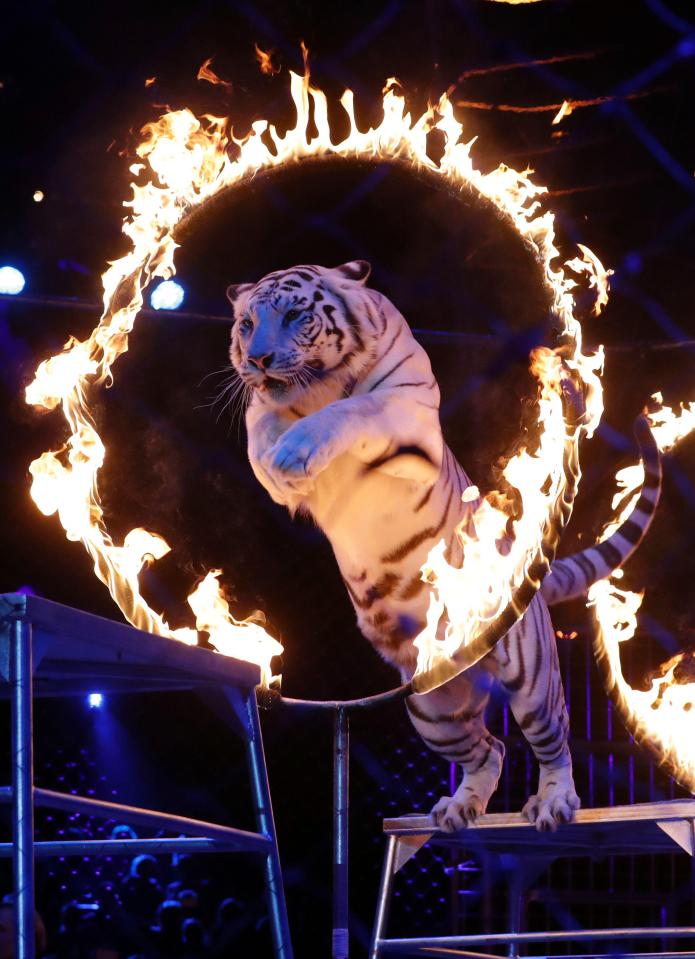  Zapashny brothers' tiger jumps through a hoop of real fire