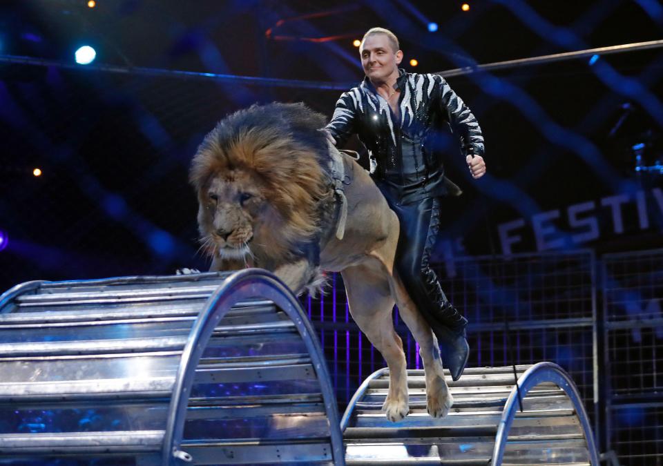  A lion nimbly runs on a wheel