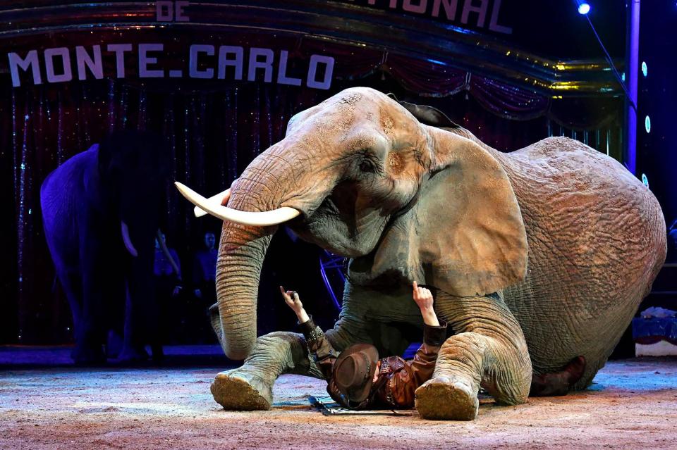  This elephant has a crush on this performer