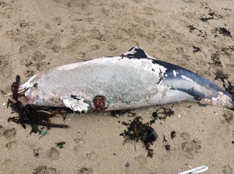  Coastguard rescue officer and member of the Falmouth branch of the Coastguard Association (CGA), Steve Davey confirmed all the animals were dead