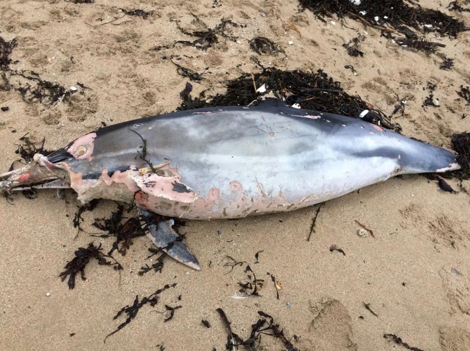  There are fears that stormy weather, trawler nets, pollution and perhaps even jet skiers have created a deadly cocktail