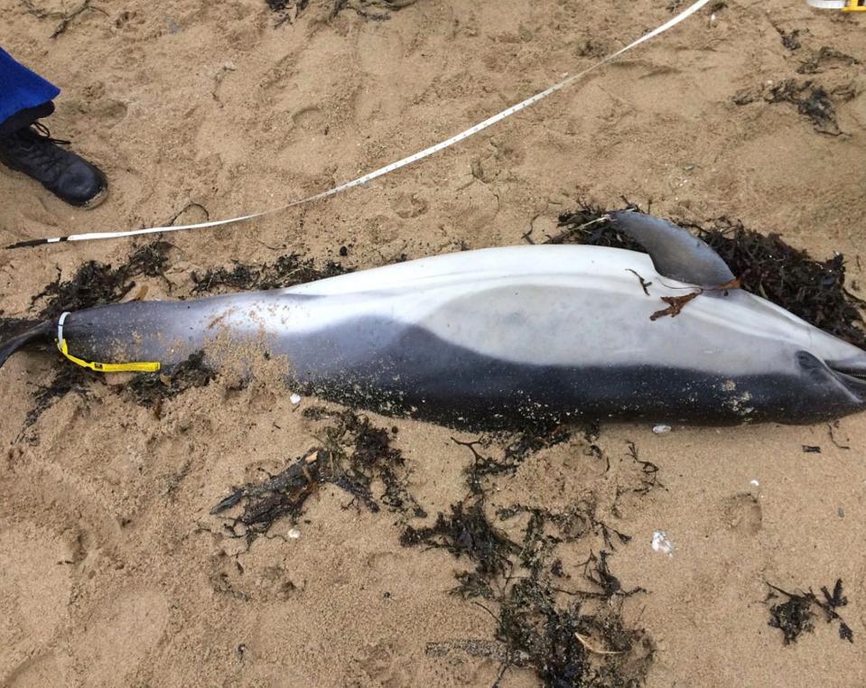  Three more "mutilated" dolphins have been found washed up on a beach in Cornwall this week