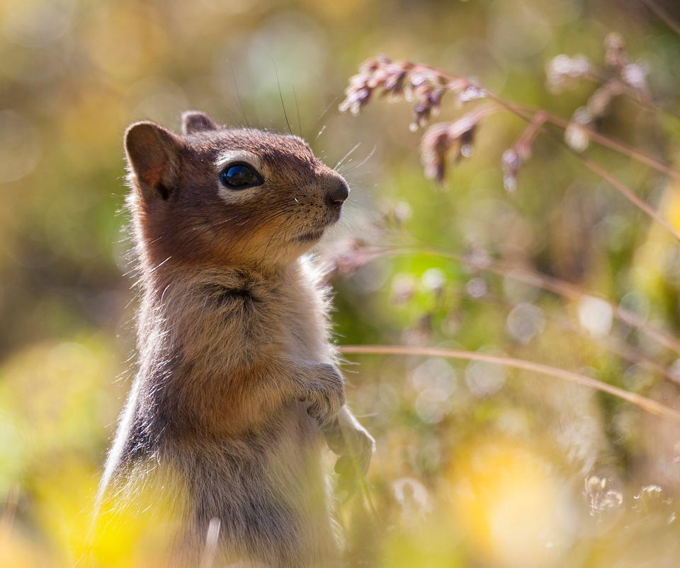  Go nuts for Canadian wildlife