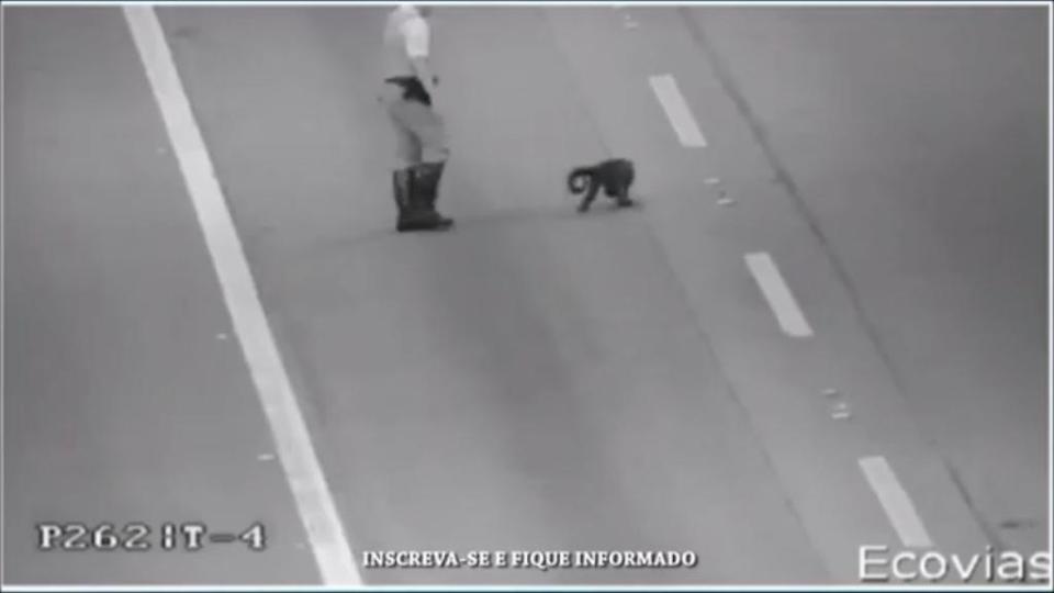  The small monkey gives cops the slip as it moves about the Brazilian motorway and disrupting traffic