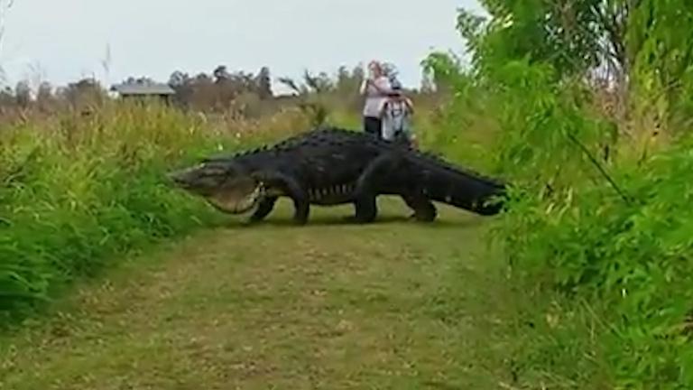  Onlookers were left amazed by a gigantic alligator which took a stroll past them just feet away