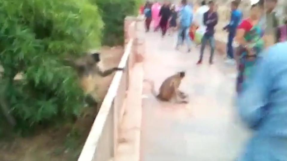  The trusting monkey looks confused after the attack