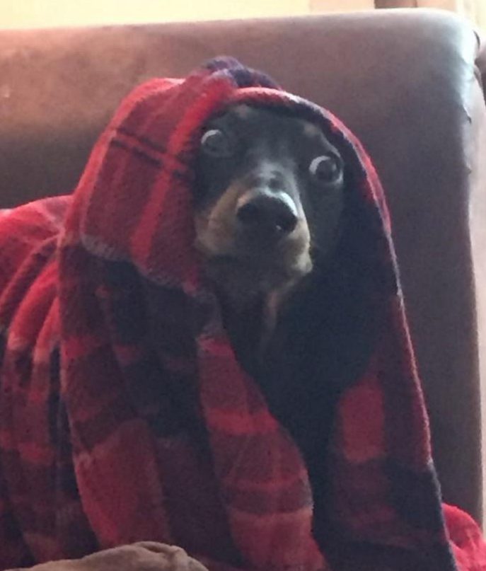  Hot-dog Bert is keeping cosy in this red blanket