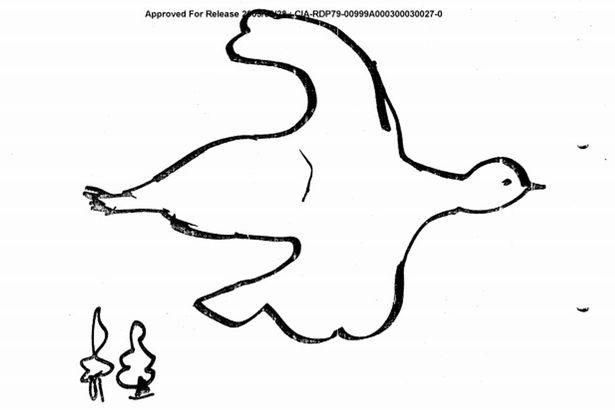  Examiner's drawing of the dove