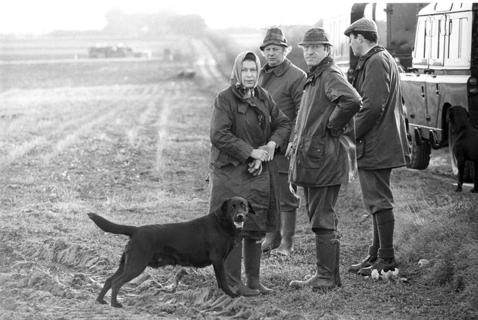  The Queen walking her Labrador dogs at Sandringham in 1981