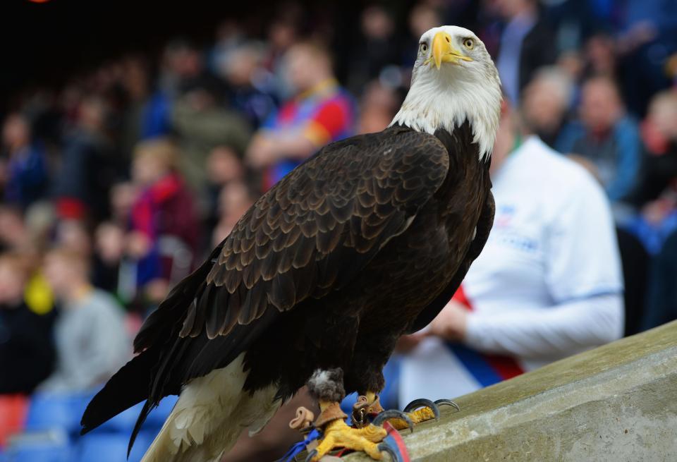  Kayla the eagle has not been present for recent Crystal Palace home games