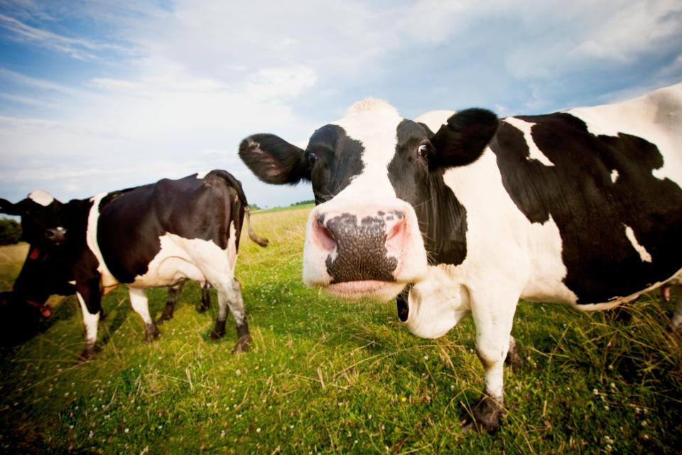 Cows