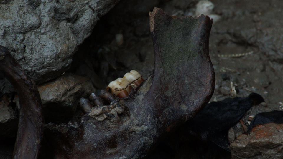 Human bones are littered among the beach