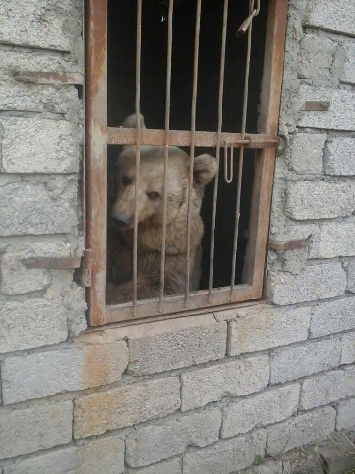  A brown bear was also caged at the horror zoo, in the midst of a city being liberated from evil ISIS forces