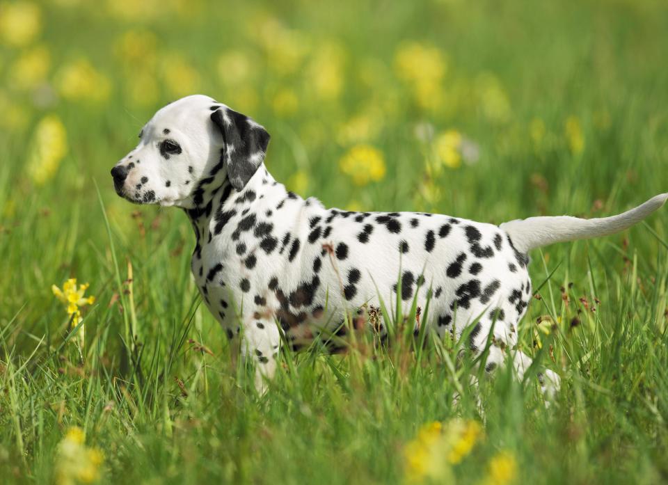  Dalmatians suffer from Hyperuricemia due to in-breeding