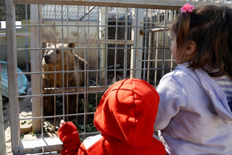  This bear was filmed pacing around its cage, as volunteers brought the animal its first food for a month