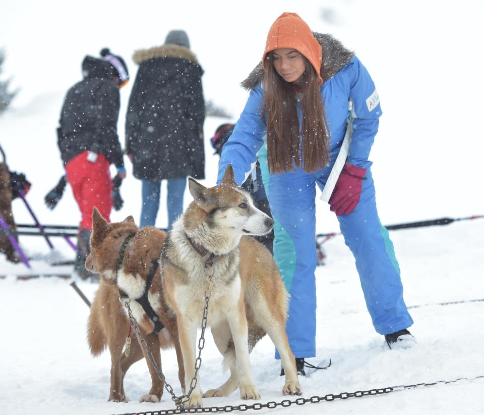  Chloe met the husky dogs who would be pulling the sleigh