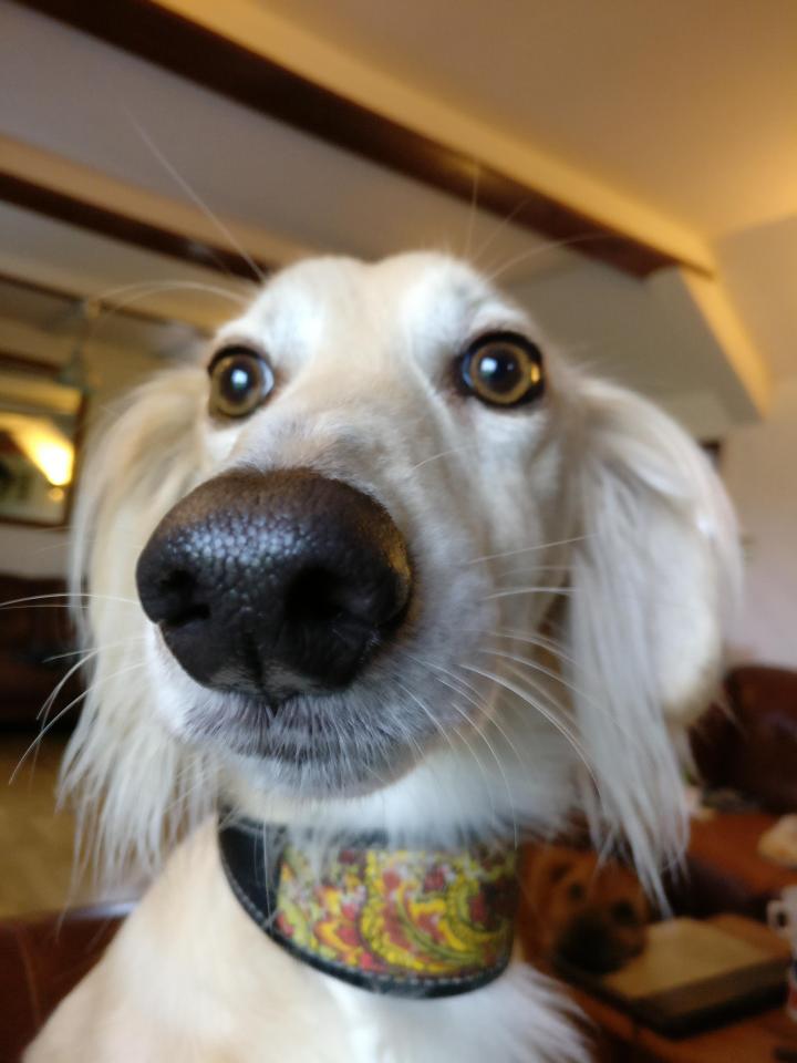  No one nose who will win – but it looks like SALUKI smells victory