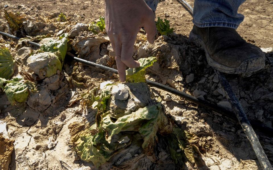  Veg shortages could continue well into March