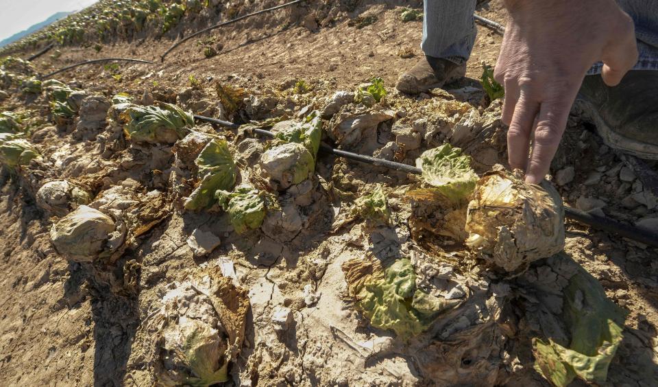  A farmer shows a lettuce in a field devastated by storms in Torre Pacheco