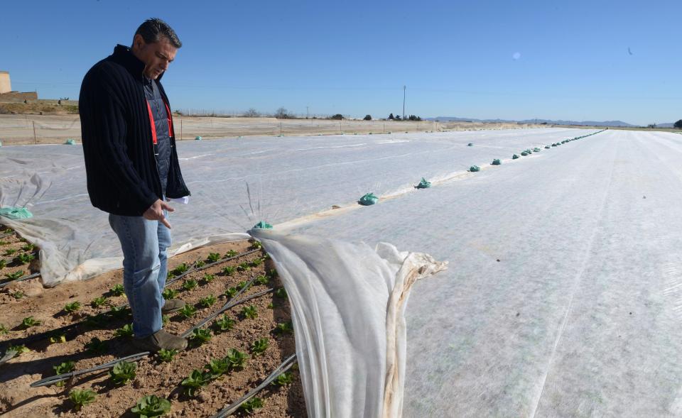  Farmers are trying to protect the lettuce leaves with coverings