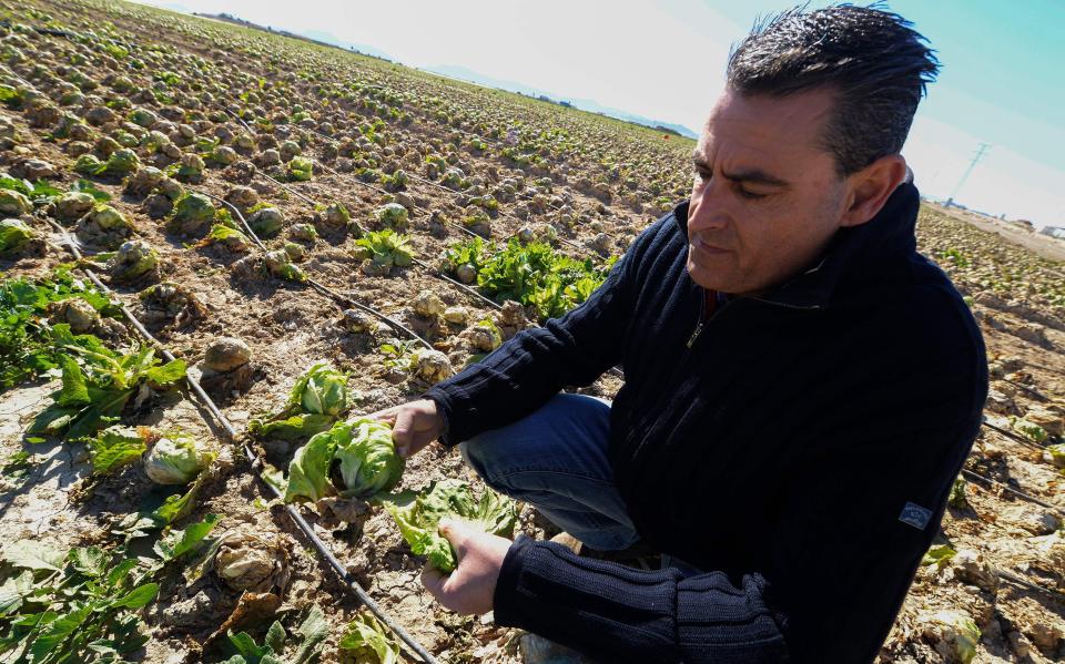  Javier Soto, MD of Agrar Systems, a German company specialising in the production of lettuce, shows leaves devastated by storms