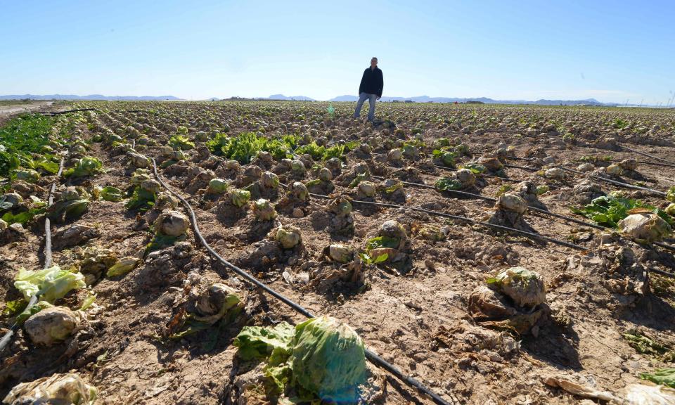  Iceberg lettuces take 10-11 weeks to grow