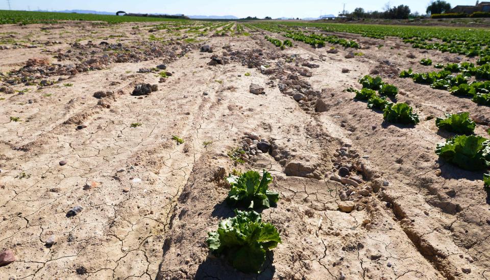  Farmers in southeastern Spain usually provide Europe with salads during winter