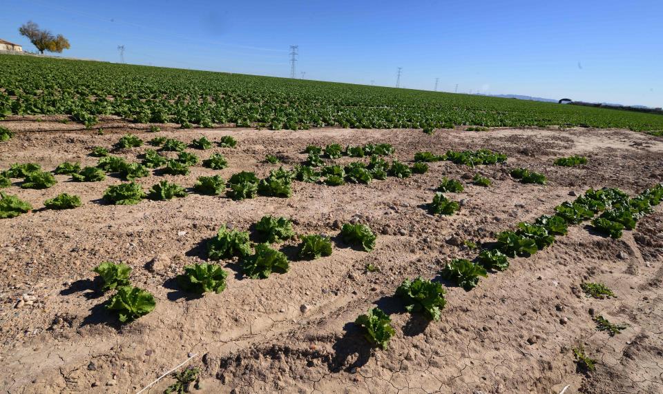  Supermarkets are now turning to suppliers in America to fill the gap in lettuce shortages