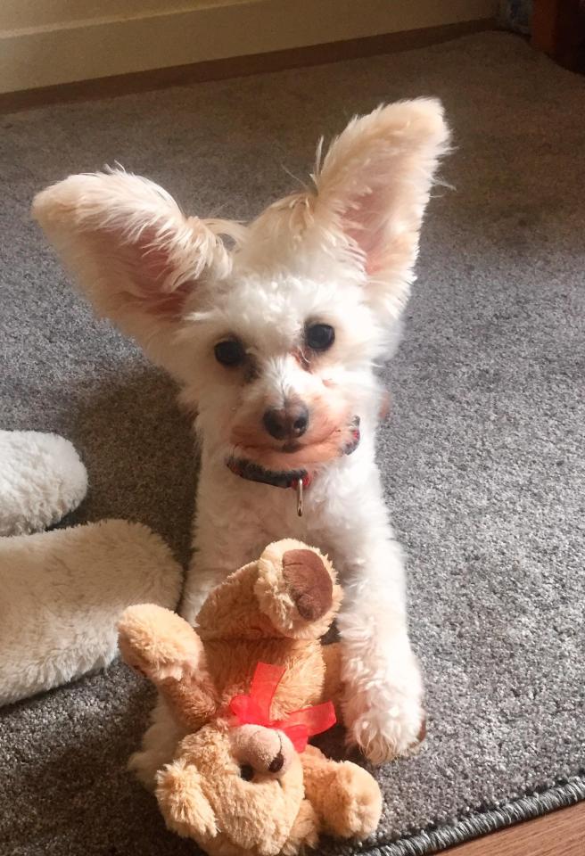  Adorable BARNEY is all ears, and we hear he’s got a good shot in the competition