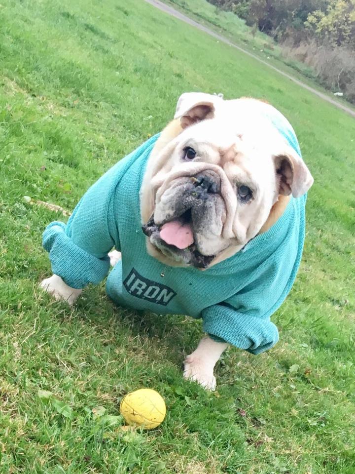  When it comes to enjoying a game of fetch, laid-back bulldog ALFRED is not quite on the ball