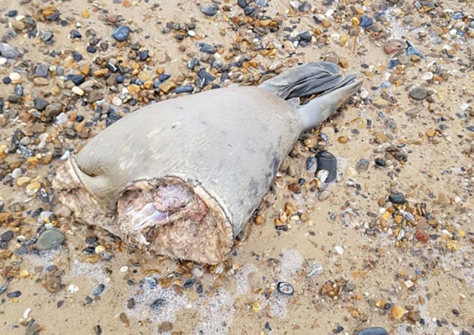  A couple on an afternoon stroll discovered this half-eaten seal on a Norfolk beach on Sunday