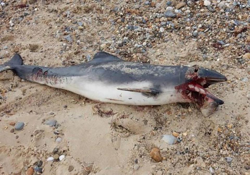  Porpoise shows off horror injuries after it is believed to have been savaged by shark in May last year