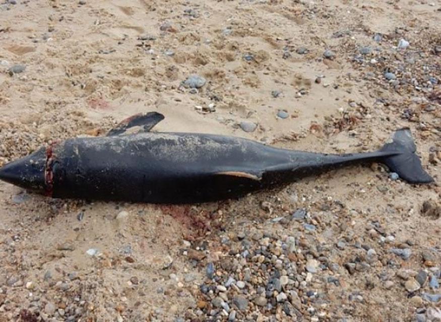  Porpoise was washed up on stretch of coast that holidaymakers flock to