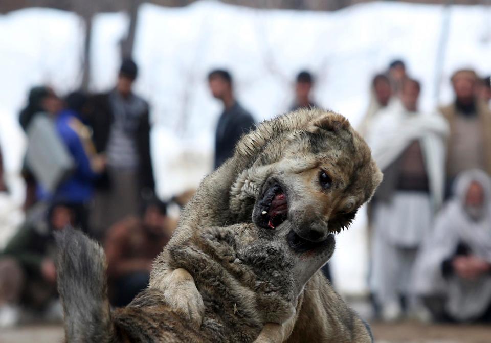  The brutal 'sport' of dog fighting in Kabul has been captured in a series of gruesome shots