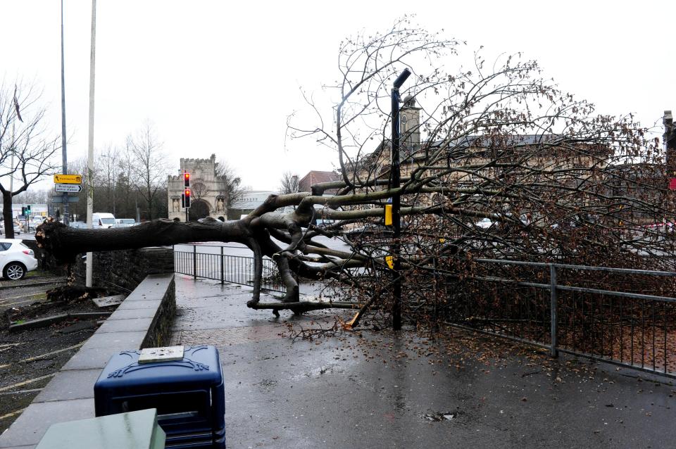  A tree blocks Bath Road, Bristol, after being blown down yesterday in strong winds