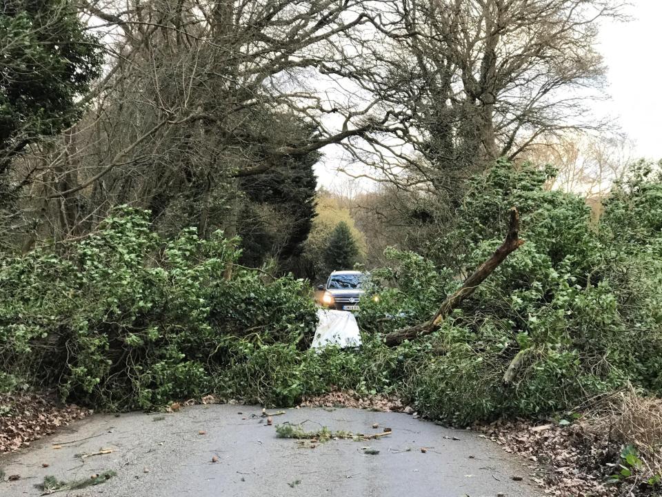  Storm Doris battered Britain on Thursday, bringing down huge trees onto roads - pictured Guildford, Surrey - with gusts of up to 80mph