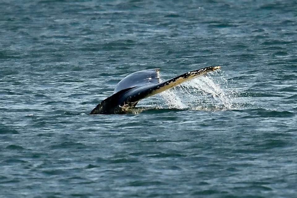  The humpback whale was first spotted near Slapton Sands on Thursday and then returned less than 48 hours later