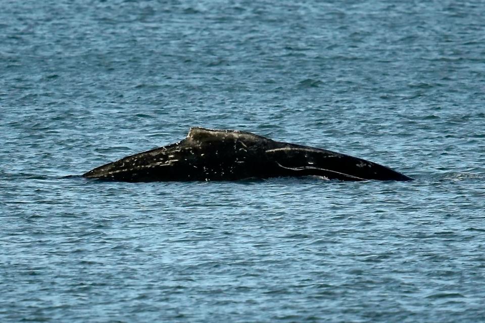  The British Marine Life Rescue Organisation has dismissed fears the animal is injured or distressed, or that it is with a calf