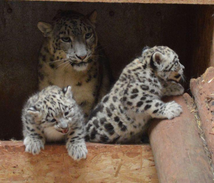 Tragic snow leopard cubs Miska and Natasja were partially eaten